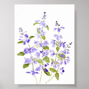 Poster Nepeta racemosa Walker, violeta púrpura azul-lilás