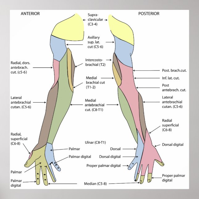 Poster Nervous System cutaneous innervation upper limb (Frente)
