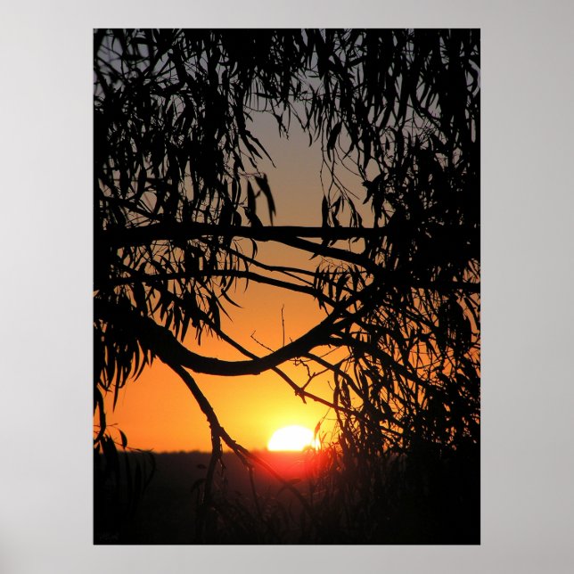 Poster NEST SUNSET (Frente)