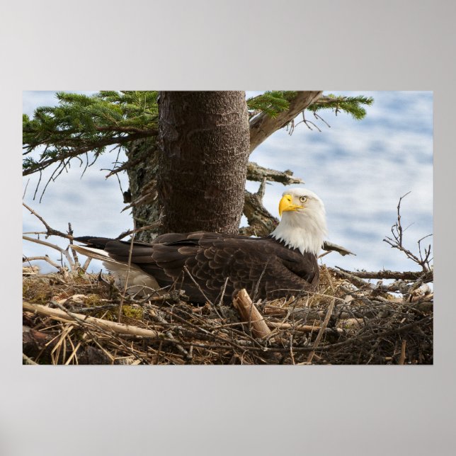 Poster Nesting Bald Eagle (Frente)