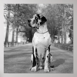 Póster Nestor black & white