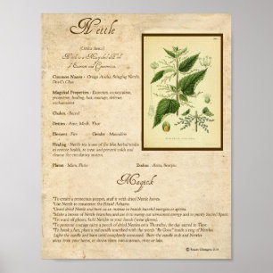 PÓSTER NETTLE MAGICK HERB