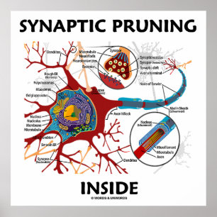 Poster Neurologia Synaptic Pruning Dentro Neuron Synapse
