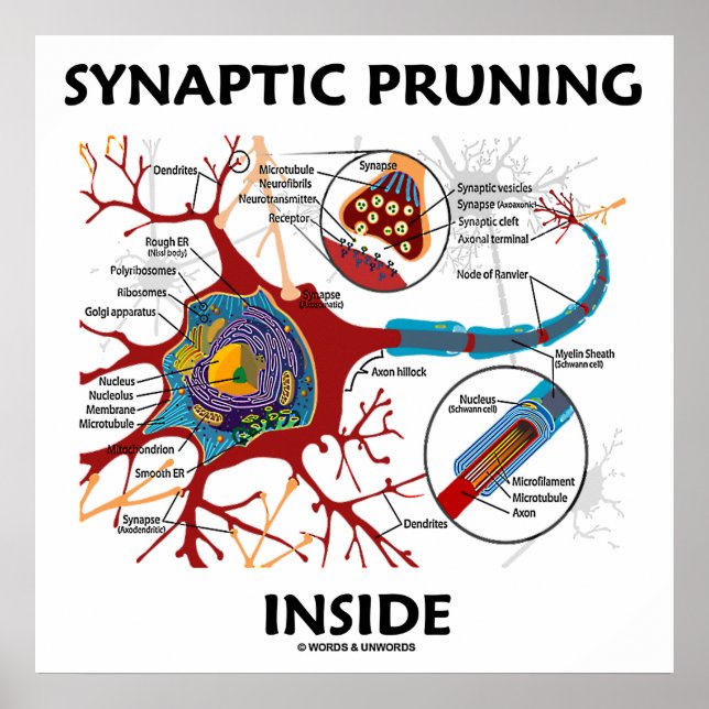 Poster Neurologia Synaptic Pruning Dentro Neuron Synapse (Frente)