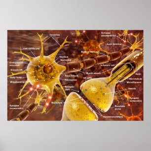 Póster Neurônio