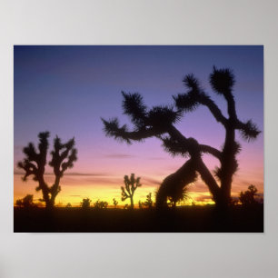 Póster NEVADA. EUA. Árvores de Josué Yucca brevifolia)