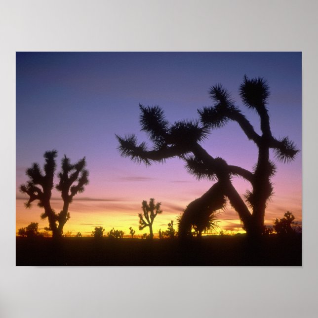 Póster NEVADA. EUA. Árvores de Josué Yucca brevifolia) (Frente)