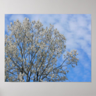 Póster Neve De Flor De Árvore Poplar Em Junho