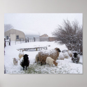 Póster Neve dos carneiros em abril