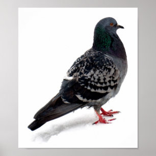 Póster Neve e pombo