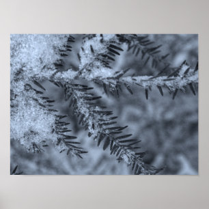 Poster Neve em Agulhas de Pinheiro