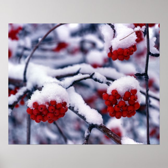 Poster Neve em Bagas de Cinza da Montanha Europeia, Utah. (Frente)