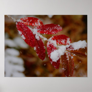 Poster Neve em Folhas Vermelhas