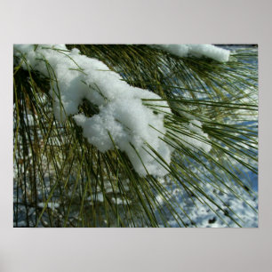 Póster Neve em um ramo de pinheiro