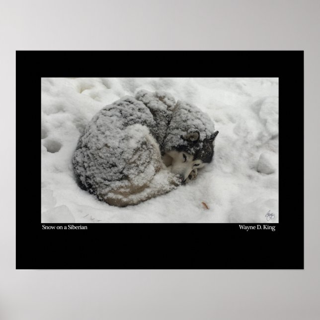 Poster Neve em uma Sibéria (Frente)