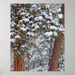 Póster Neve enche o ramo do pinheiro ponderosa
