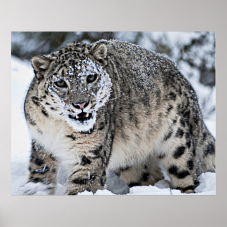 Poster Neve Leopardo Crescendo