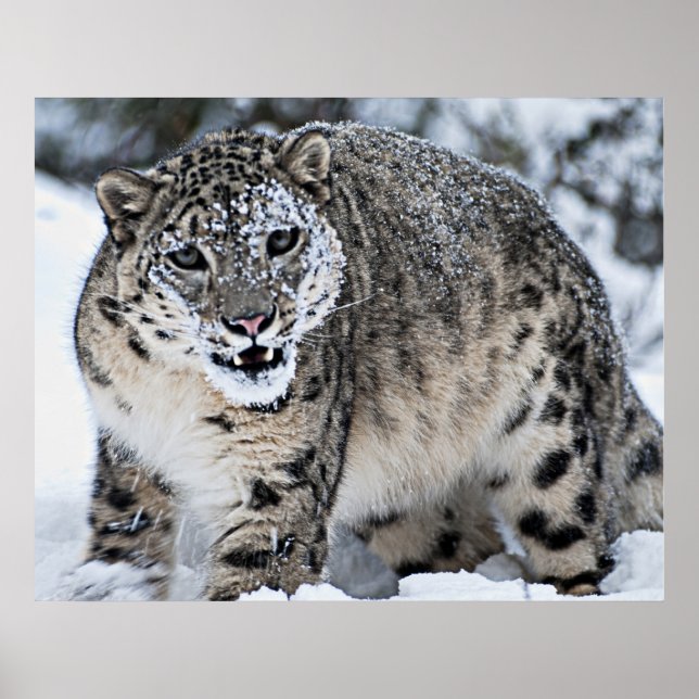 Poster Neve Leopardo Crescendo (Frente)