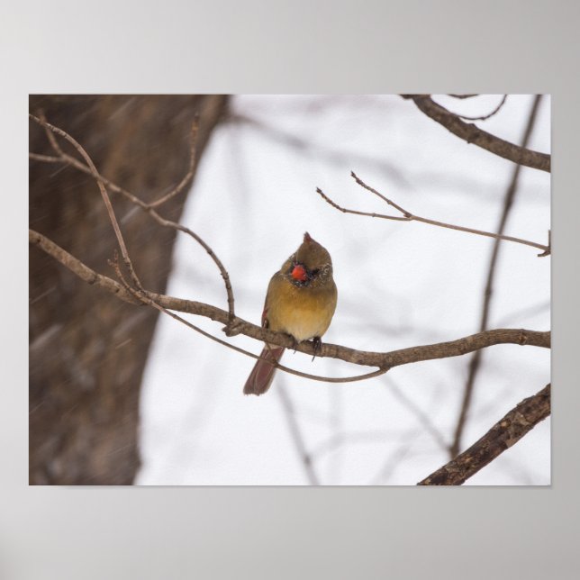 Poster Neve Mais Uma Vez Diz A Senhora Cardinal (Frente)