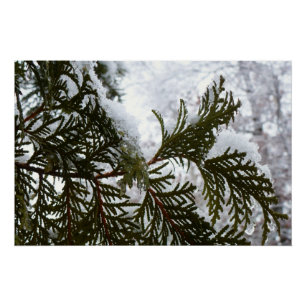 Póster Neve nas ramificações verdes