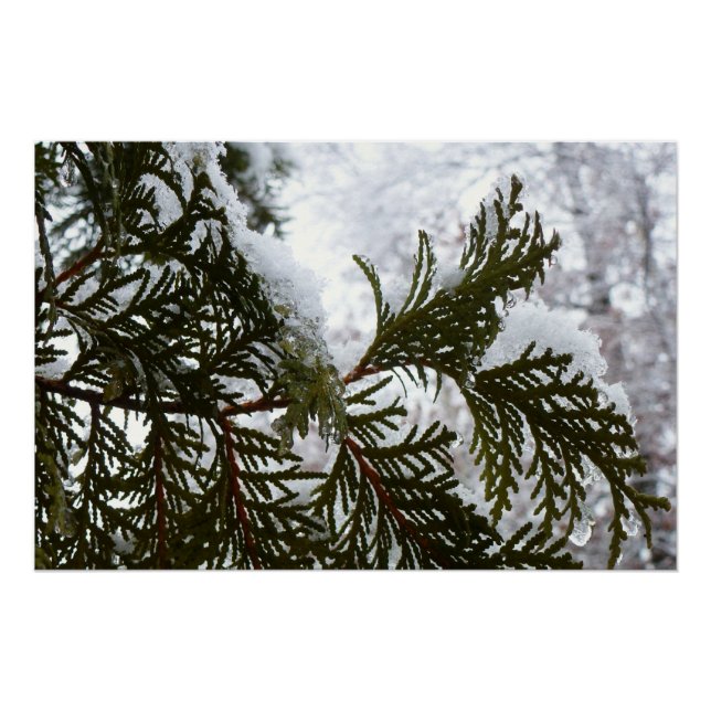 Póster Neve nas ramificações verdes (Frente)