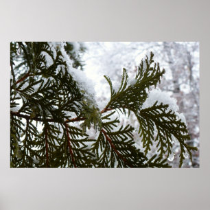Poster Neve nas ramificações verdes