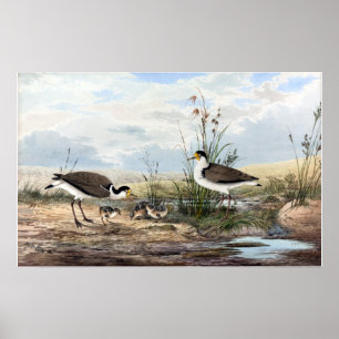 Poster Neville HP Cayley Mask Lapwing Vintage