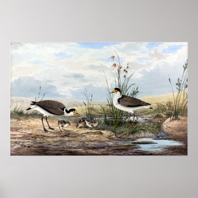 Poster Neville HP Cayley Mask Lapwing Vintage (Frente)