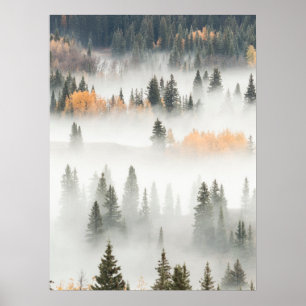 Poster Névoa da Manhã Cobre Floresta de Montanha