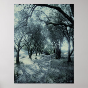 Póster Névoa do alvorecer