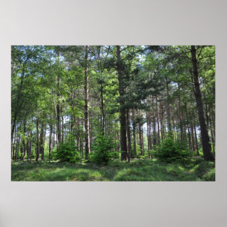 Poster New Forest Landscape England