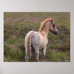 Poster New Forest Pony Foal Em Scrub