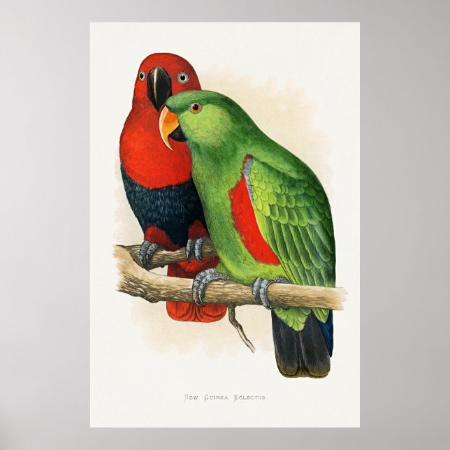 Poster New Guinea Eclectus, parrots, (Frente)