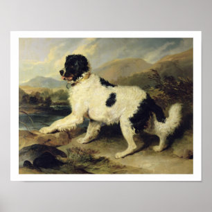 Poster Newfoundland Dog Called Lion, 1824 (oil on canvas)
