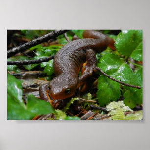 Póster newt áspero-descascado