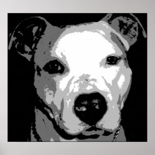 Póster Nibs o pitbull