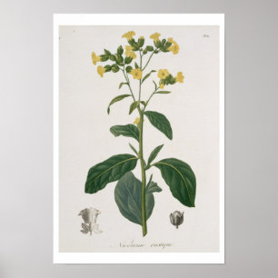 Poster Nicotiana do 'Phytographie Medicale' por Joseph R