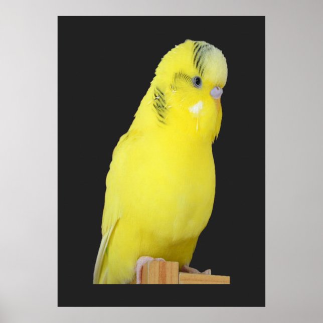 Poster niedlicher gelber Wellensittich (Frente)