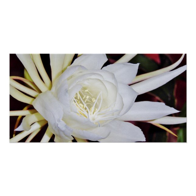 Póster Night Blooming Staghorn Fern (Frente)