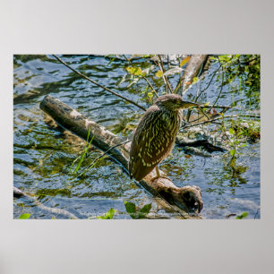 Poster Night Heron jv