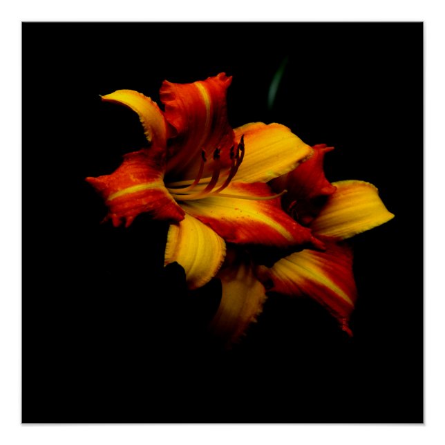Póster Night Lily... (Frente)