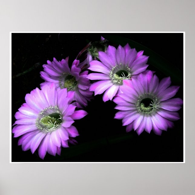 Poster NightBloom (Frente)