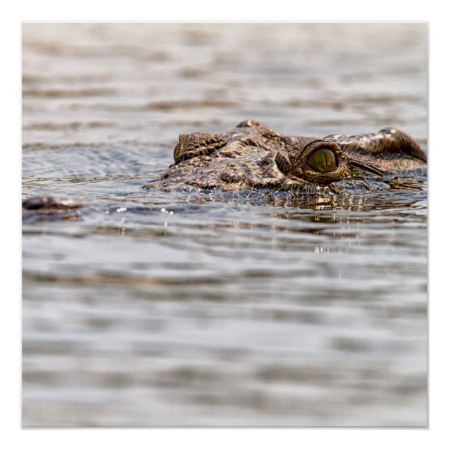 Póster Nile Crocodilo (Frente)