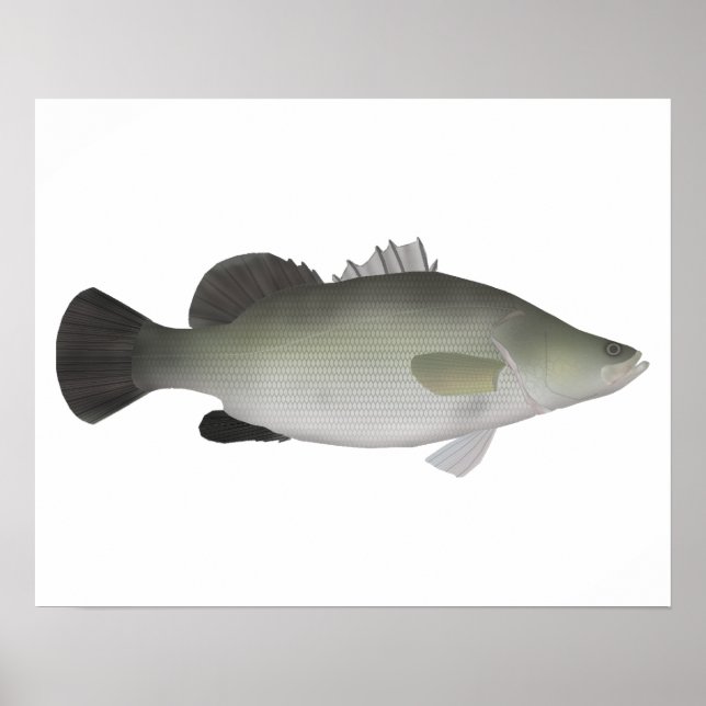 Poster Nile Perch (Frente)