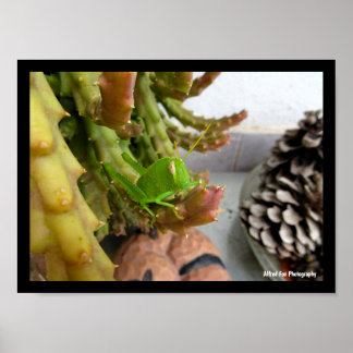Poster Ninfa de Gafanhoto Egípcio na Planta de Cacto Carn