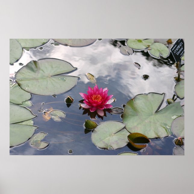 Póster Ninfhaea Gloriosa (Frente)