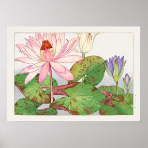 Poster Ninfhaea Lotus #1, Rosa, Lily Pad, Tanigami Konan,