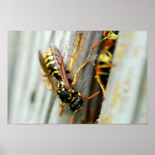 Poster Ninho das vespas