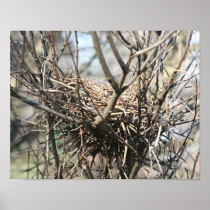 Póster Ninho de Pássaro Abandonado