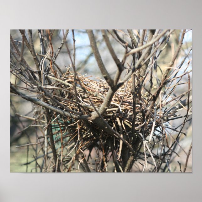 Póster Ninho de Pássaro Abandonado (Frente)